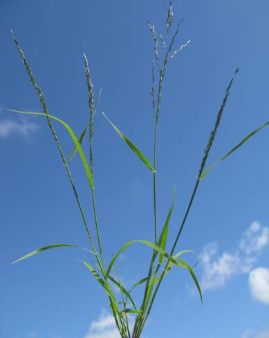 Fotografia de capa Eragrostis pilosa - do Jardim Botânico