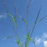 Fotografia 1 da espécie Eragrostis pilosa do Jardim Botânico UTAD