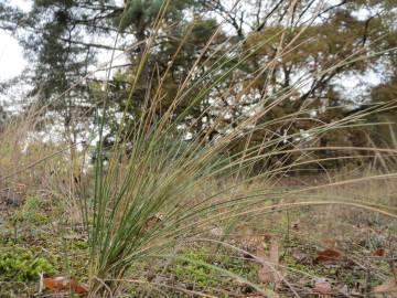 Fotografia da espécie Festuca ovina