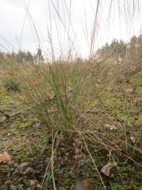 Fotografia da espécie Festuca ovina