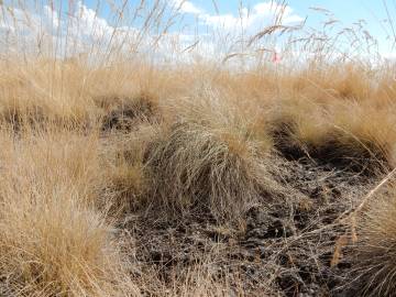 Fotografia da espécie Festuca ovina