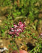 Fotografia da espécie Fumaria densiflora