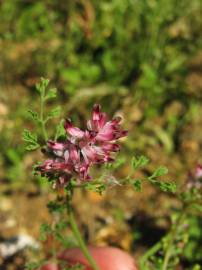 Fotografia da espécie Fumaria densiflora