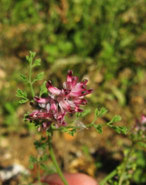 Fotografia 1 da espécie Fumaria densiflora no Jardim Botânico UTAD