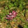 Fotografia 1 da espécie Fumaria densiflora do Jardim Botânico UTAD