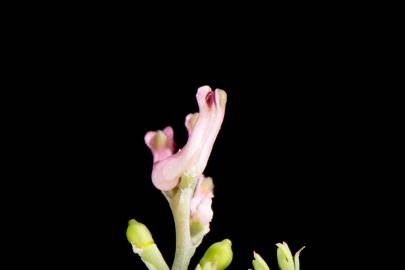 Fotografia da espécie Fumaria parviflora
