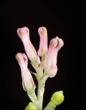 Fotografia 3 da espécie Fumaria parviflora no Jardim Botânico UTAD