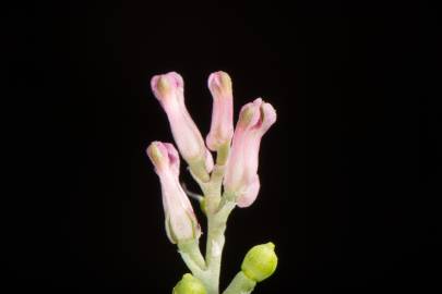 Fotografia da espécie Fumaria parviflora