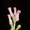 Fotografia 3 da espécie Fumaria parviflora do Jardim Botânico UTAD