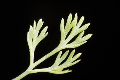 Fotografia da espécie Fumaria parviflora