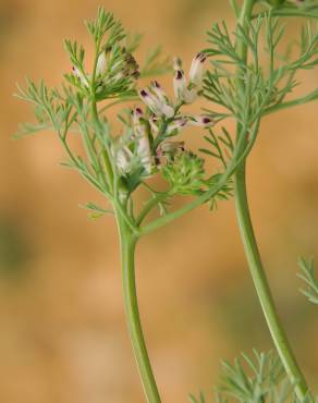 Fotografia 5 da espécie Fumaria parviflora no Jardim Botânico UTAD