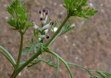 Fotografia da espécie Fumaria parviflora