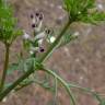 Fotografia 6 da espécie Fumaria parviflora do Jardim Botânico UTAD