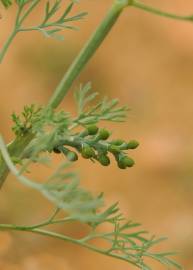 Fotografia da espécie Fumaria parviflora