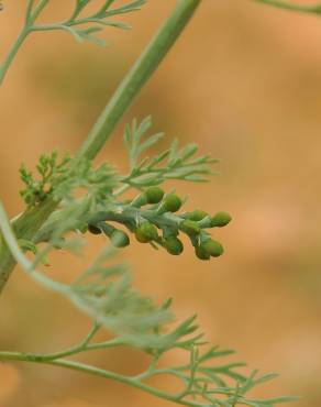 Fotografia 7 da espécie Fumaria parviflora no Jardim Botânico UTAD