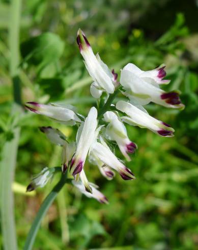 Fotografia de capa Fumaria parviflora - do Jardim Botânico