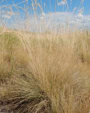 Fotografia da espécie Festuca ovina