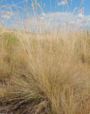 Fotografia 1 da espécie Festuca ovina no Jardim Botânico UTAD