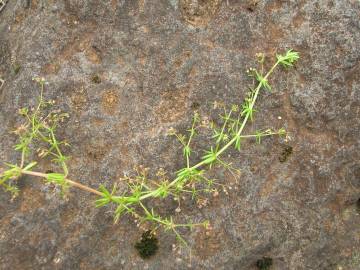 Fotografia da espécie Galium divaricatum