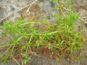 Fotografia da espécie Galium divaricatum