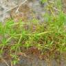 Fotografia 5 da espécie Galium divaricatum do Jardim Botânico UTAD