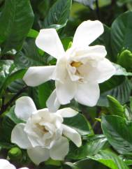 Gardenia augusta