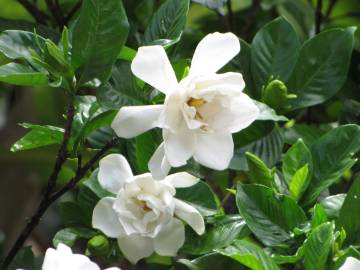 Fotografia da espécie Gardenia augusta