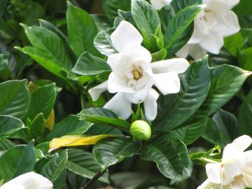 Fotografia da espécie Gardenia augusta