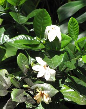 Fotografia 3 da espécie Gardenia augusta no Jardim Botânico UTAD