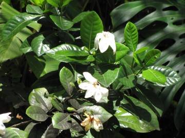 Fotografia da espécie Gardenia augusta