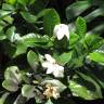 Fotografia 3 da espécie Gardenia augusta do Jardim Botânico UTAD