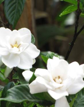 Fotografia 4 da espécie Gardenia augusta no Jardim Botânico UTAD