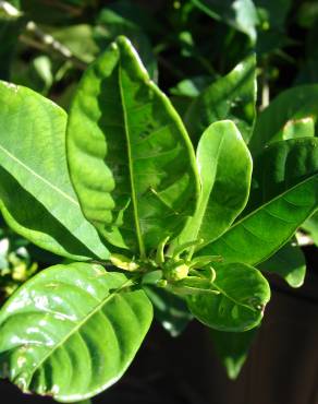 Fotografia 6 da espécie Gardenia augusta no Jardim Botânico UTAD