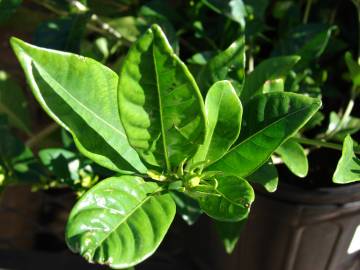 Fotografia da espécie Gardenia augusta