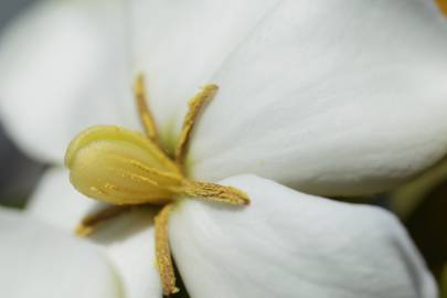 Fotografia da espécie Gardenia augusta