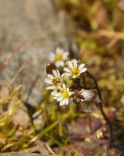 Fotografia da espécie Erophila verna