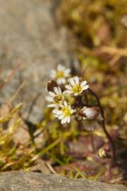 Fotografia da espécie Erophila verna