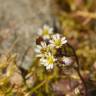 Fotografia 1 da espécie Erophila verna do Jardim Botânico UTAD