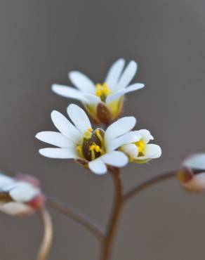 Fotografia 4 da espécie Erophila verna no Jardim Botânico UTAD