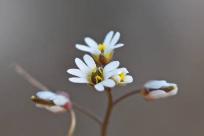 Fotografia da espécie Erophila verna