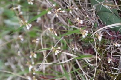 Fotografia da espécie Erophila verna