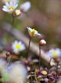 Fotografia da espécie Erophila verna