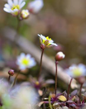 Fotografia 6 da espécie Erophila verna no Jardim Botânico UTAD