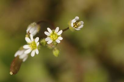 Fotografia da espécie Erophila verna