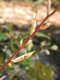 Fotografia da espécie Eruca vesicaria