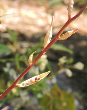 Fotografia 5 da espécie Eruca vesicaria no Jardim Botânico UTAD