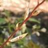 Fotografia 5 da espécie Eruca vesicaria do Jardim Botânico UTAD
