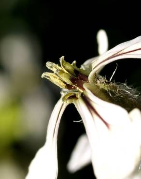 Fotografia 6 da espécie Eruca vesicaria no Jardim Botânico UTAD