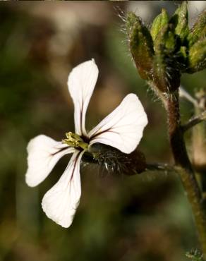 Fotografia 7 da espécie Eruca vesicaria no Jardim Botânico UTAD