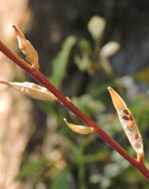 Fotografia 8 da espécie Eruca vesicaria no Jardim Botânico UTAD